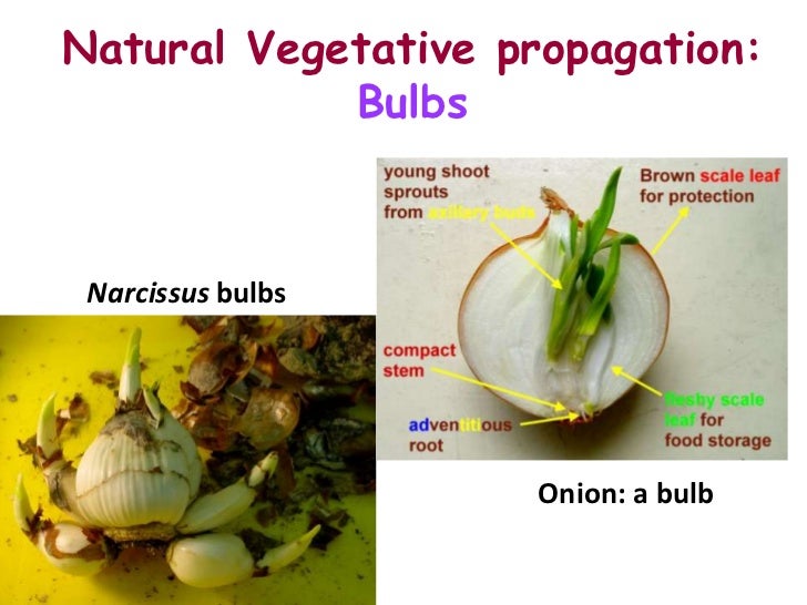 Vegetative propagation asexual reproduction pictures